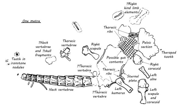 A diagram shows the dinosaur fossils found at the site.