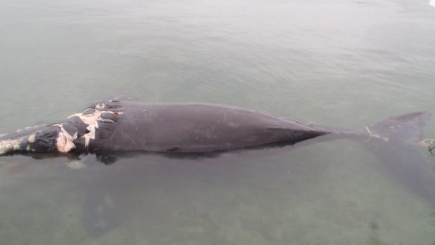 A whale that was struck by a boat and killed in Moreton Bay has been found near Peel Island.