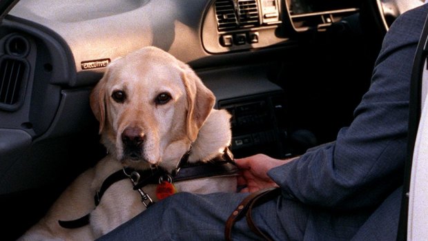 Guide dogs are allowed everywhere - apart from zoos and operating theatres-  and taxi drivers cannot say 'no'.