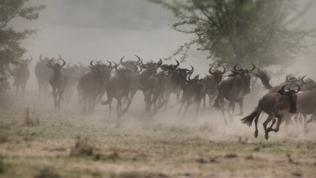 The wildebeest's massive annual migration to follow the rains in Tanzania is branded one of the great natural seven wonders of the world.