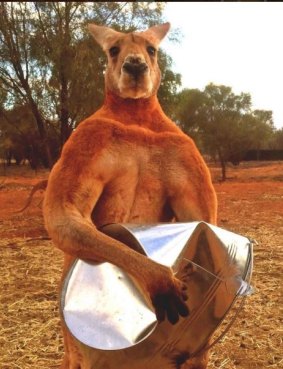 Roger the kangaroo made headlines around the world for his workout regiment, which includes crushing metal buckets.