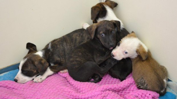 Effie was one of nine puppies found abandoned and beaten in Higgins in January.