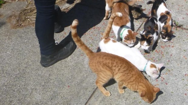 Some of the cats rescued by the RSPCA. 