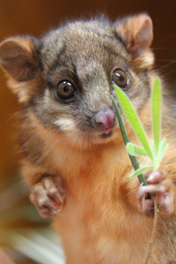 A possum entered Concord Hospital through the roof.