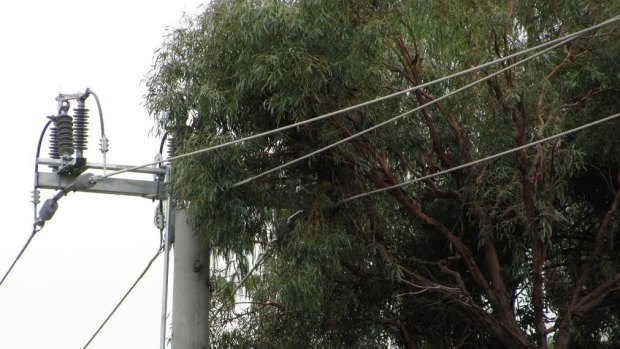 ActewAGL wants stricter rules in place for vegetation near power poles in the ACT. Trees and other vegetation touching lines can spark fires and cause blackouts.