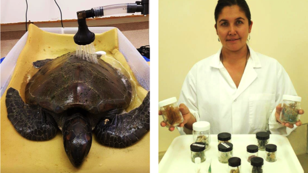 Tina the Turtle was found near Shoalwater with her intestines "filled with rubbish."