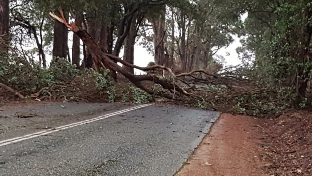 A fallen tree has blocked a road in the South West of WA.
