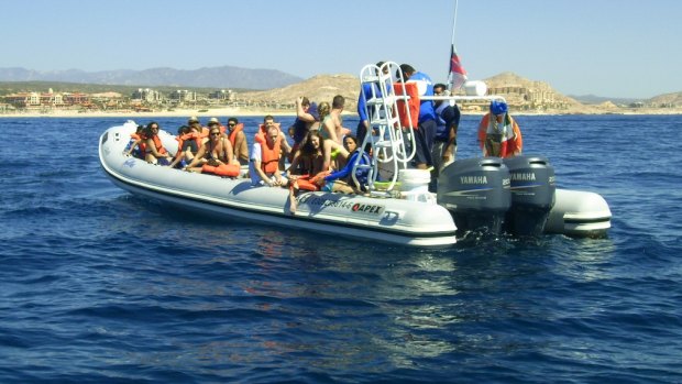 Fatal collision: Passengers head back to shore after a whale collided with their boat near the popular Mexican beach resort of Cabo San Lucas.