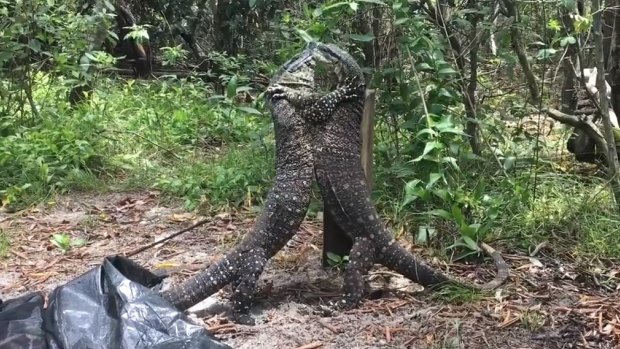 Two lace monitors battled it out on Bribie Island.