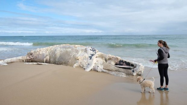 The carcass was reported floating near the beach on Sunday by members of the public.