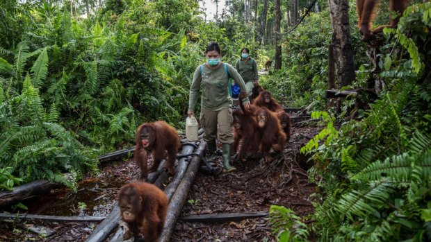 Orang-utans at the centre learn from human minders how to climb trees, make a nest of leaves, spot edible forest fruits and avoid snakes and other dangers.