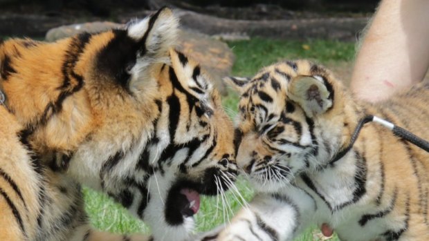 Akasha and Adira were named on Monday after Tiger Island staff sifted through over 9000 suggestions in a nation-wide competition.