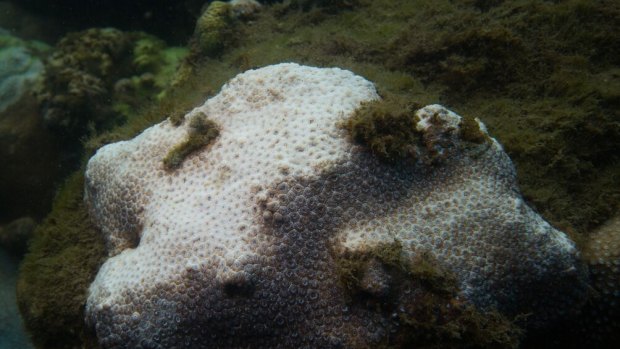 Coral bleaching is turning up in Sydney Harbour for the first time, researchers say.
