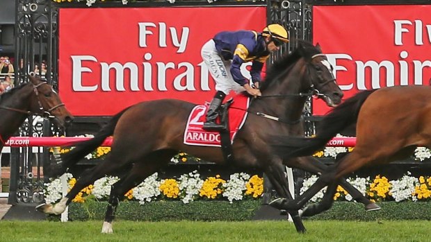 Araldo was put down after shattering a cannon bone when he jumped a steel rail following last year's Melbourne Cup.
