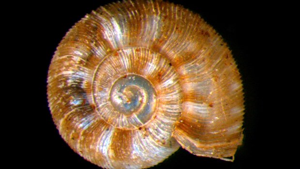 A new species of snail discovered  at Skull Bone Plains in Tasmania.