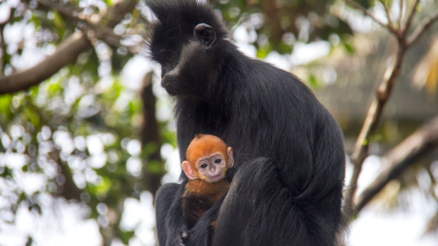 Nangua, a baby Francois Langur, one of the world’s rarest monkeys, with his mother, Meili.