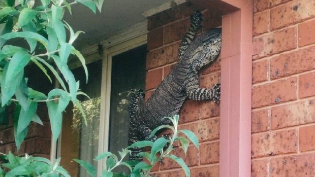 A mature Lace Goanna was spotted on a residential property in Thurgoona in New South Wales. 
