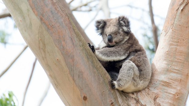 Redland City Council introduced "koala safe areas" in 2007 but wants to expand them in 2016.