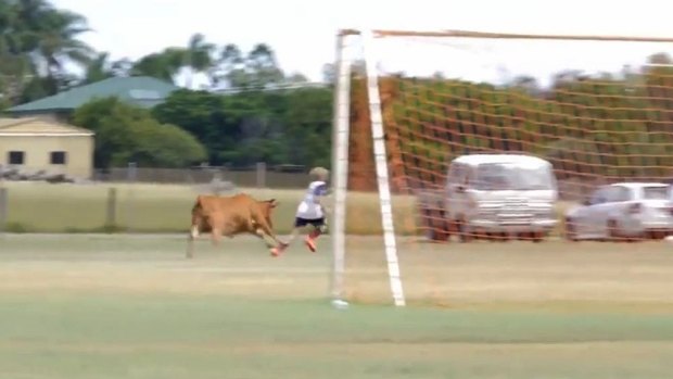 A young bull interrupts a junior football match in Maryborough on the weekend.