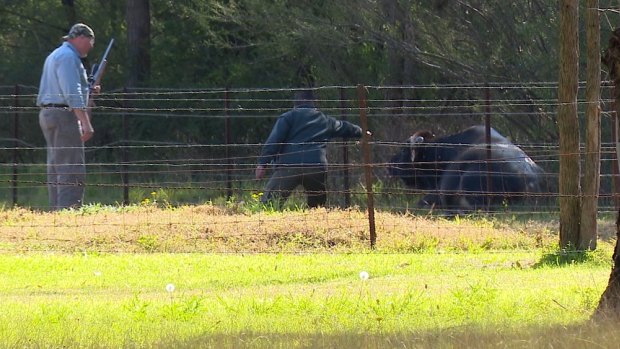 The bull that attacked its owner was brought down by at least 12 shots. 