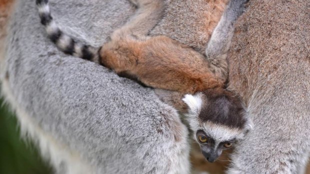 The twin baby ring-tailed lemurs have been clinging to their mother, but it won't be long until they start exploring for themselves.