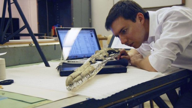 Paleontologist Dan Ksepka examines the fossilised skull of what may be the world's largest flying bird.