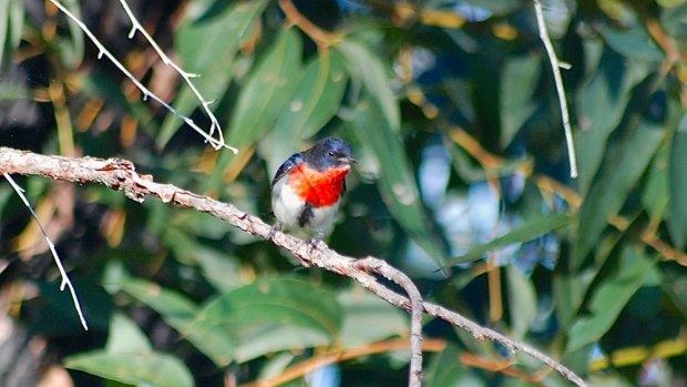 A mistletoe bird in the Underwood Avenue bushland in Shenton Park, whose future is uncertain. 