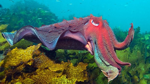 Marine life in Sydney Harbour.