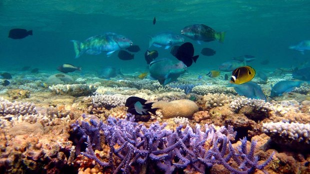 A man died while spearfishing on the Great Barrier Reef off Cairns on Friday.