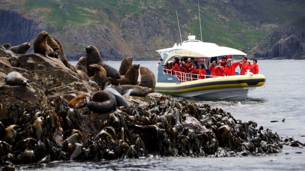 See seals and dolphins along the coast of South Bruny.