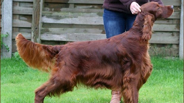 Irish Red Setter Thendara Satisfaction, known as Jagger died after competing at Crufts.