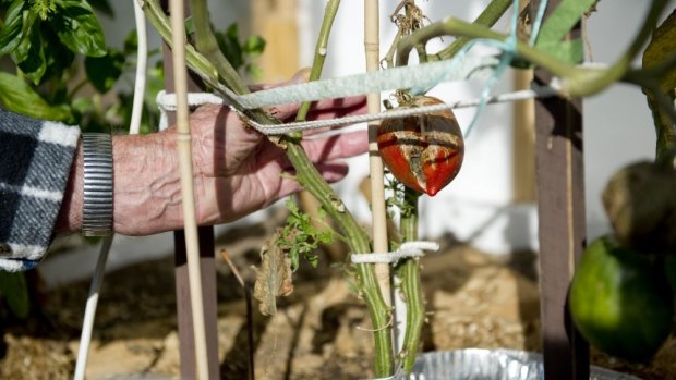 Gardening enthusiast Jim Cleaver has successfully grown a tomato plant from seeds he found in a pack dated 1944.