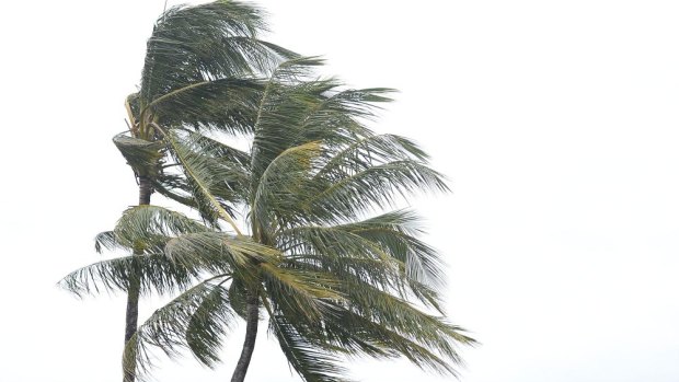 Palm trees are seen blowing in wind gusts in Port Douglas before Cyclone Ita makes landfall.
