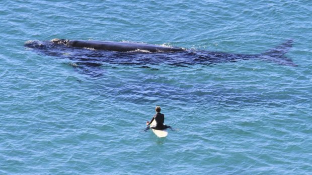 Surfers are required to stay at least 100 metres away from whales.