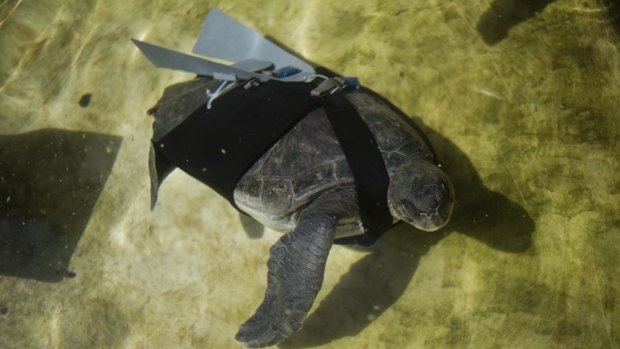 The green sea turtle swims with a prosthetic fin at the Sea Turtle Rescue Centre in Michmoret, Israel.