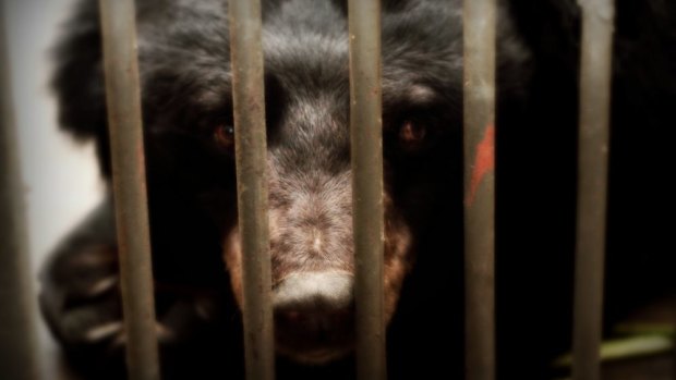 This Asiatic black bear or moon bear is kept in a cage to be milked for its bile, which many believe has healing properties.