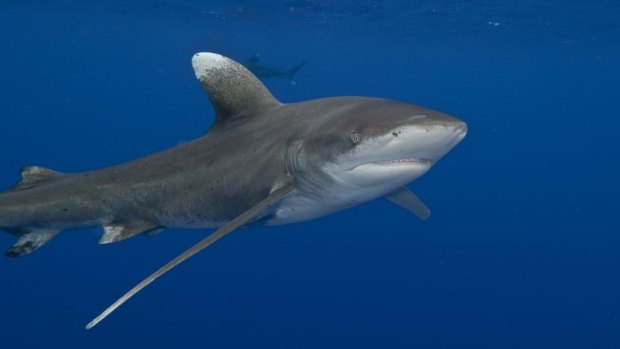 NSW's mix of non-lethal shark-control measures should be applauded. 