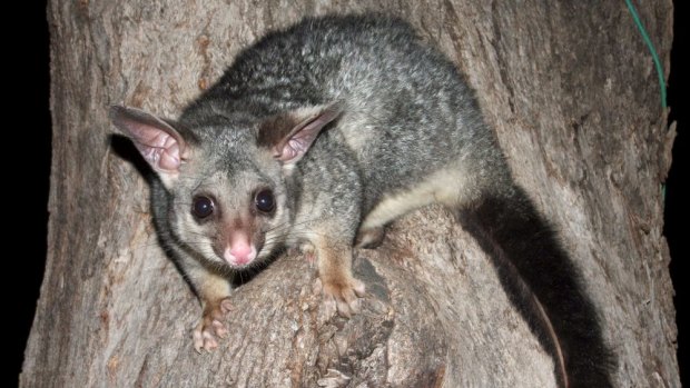 Crooks are targeting older residents, promising to repair their homes or remove possums from roofs before stealing from them.