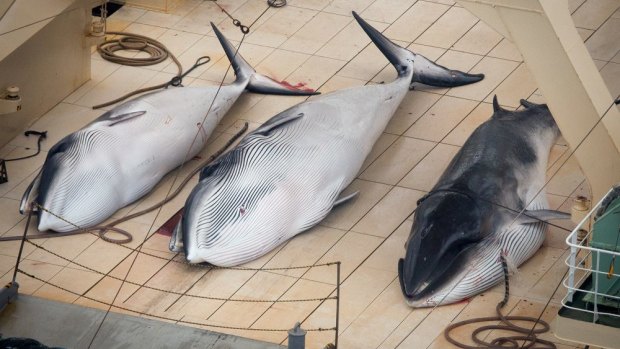 Three dead minke whales lie on the deck of the Japanese whaling vessel Nisshin Maru.