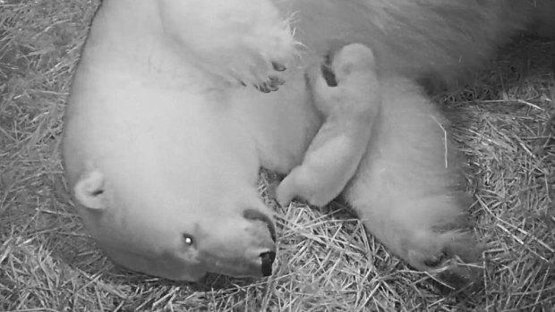 The polar bear cub at Sea World on the Gold Coast takes its first steps.