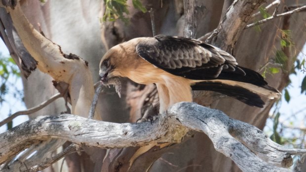 The public can now get a fascinating look at Canberra's little eagle with live streaming from a nesting site in West Belconnen.