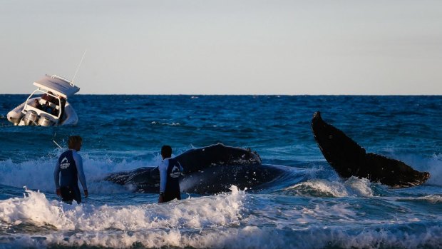 Rescuers work to free a stranded whale at Palm Beach.