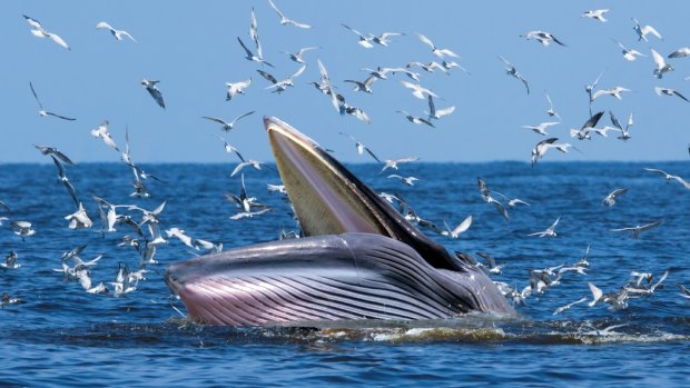 Bryde's whales can reach lengths of 55ft and weigh 30 tons. 