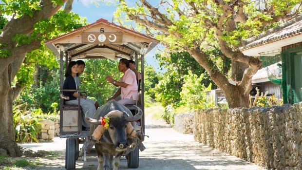 Take a bullock cart ride through shaded villages on Japan's Taketomi Island.