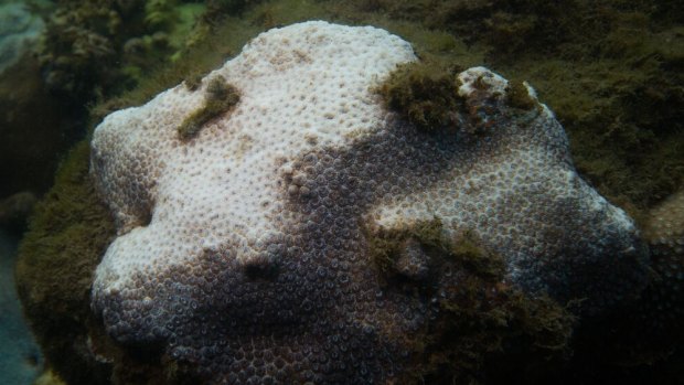 Coral bleaching is now turning up in Sydney Harbour for the first time, researchers say.