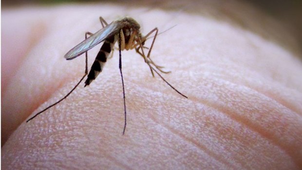 Mosquito control costs council $3.5 million a year.
