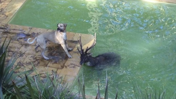 Taking shelter: A deer shelters in a backyard pool at a property on Otford Road, near Helensburgh, after being chased by a dog.