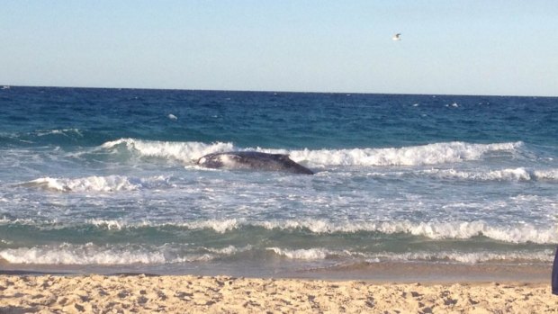A whale stranded on Palm Beach Tuesday night sits partially submerged in shallow water.