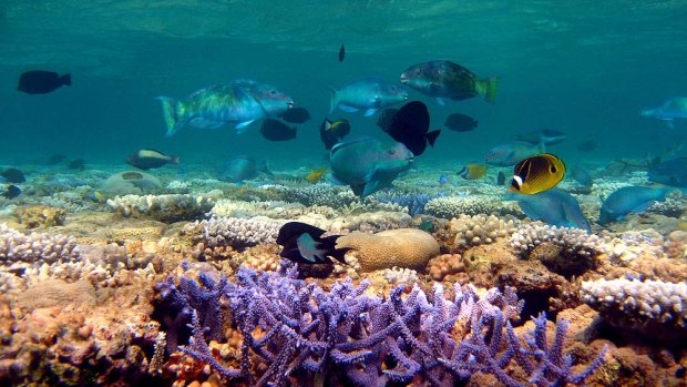 Removing predatory fish has significantly changed the make-up of the Great Barrier Reef's ecosystem, according to researchers.