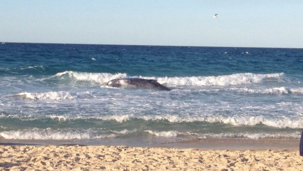 A whale stranded on Palm Beach sits partially submerged in shallow water.